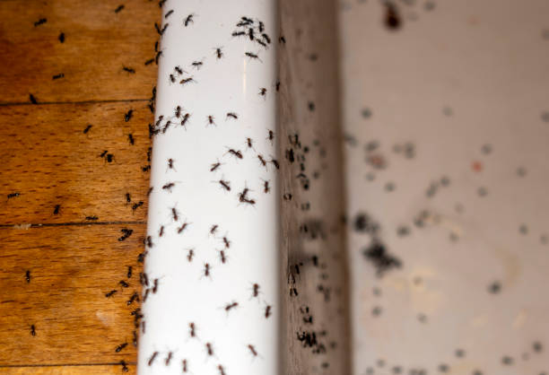 Best Termite Control Services  in East Franklin, NJ