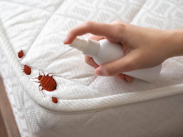 Best Affordable Pest Control Services  in East Franklin, NJ