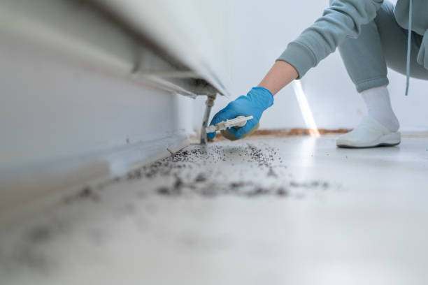 Reliable East Franklin, NJ Pest Control Solutions